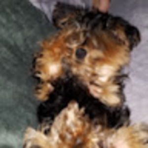 Meet your Posher, Leslie